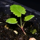 Sidalcea nelsoniana