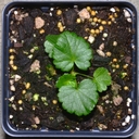 Sidalcea nelsoniana