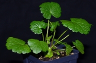 Sidalcea nelsoniana