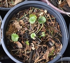 Sidalcea campestris