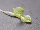 Sidalcea campestris