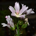 Sidalcea campestris