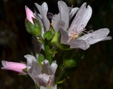 Sidalcea campestris