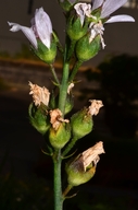 Sidalcea campestris