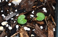 Sidalcea campestris