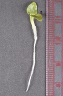 Sidalcea campestris