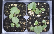 Sidalcea campestris
