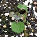 Sidalcea campestris