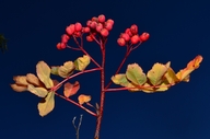 Sorbus sitchensis var. sitchensis