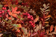 Sorbus sitchensis var. sitchensis