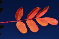 Sorbus sitchensis var. sitchensis