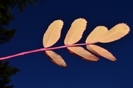 Sorbus sitchensis var. sitchensis