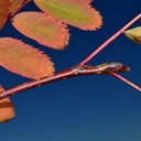 Sorbus sitchensis var. sitchensis