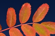 Sorbus sitchensis var. sitchensis