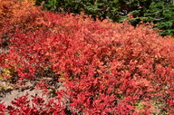 Sorbus sitchensis var. sitchensis