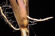 Spartina alterniflora