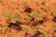 Spiraea lucida