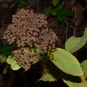 Spiraea lucida