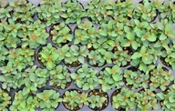 Spiraea lucida