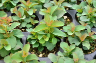Spiraea lucida
