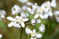 Teesdalia nudicaulis
