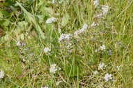 Teesdalia nudicaulis