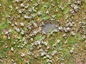 Teesdalia nudicaulis