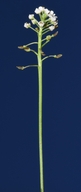 Teesdalia nudicaulis