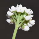 Teesdalia nudicaulis