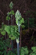 Thalictrum polycarpum