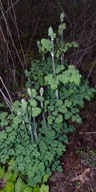 Thalictrum polycarpum
