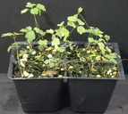 Thalictrum polycarpum
