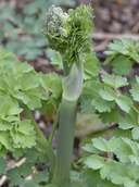 Thalictrum polycarpum