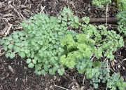 Thalictrum polycarpum