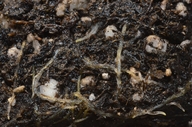 Thalictrum polycarpum