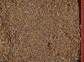 Thelypodium howellii ssp. spectabilis