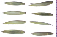 Elymus hispidus