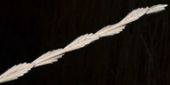 Elymus hispidus