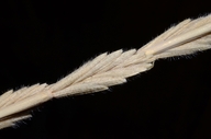 Elymus hispidus