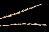 Elymus hispidus