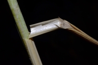 Elymus hispidus