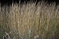 Elymus hispidus