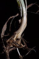 Elymus hispidus