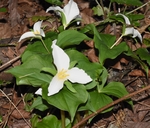 Trillium ovatum ssp. ovatum