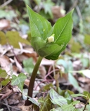 Trillium ovatum ssp. ovatum