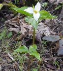 Trillium ovatum ssp. ovatum