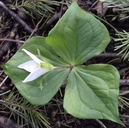 Trillium ovatum ssp. ovatum
