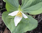 Trillium ovatum ssp. ovatum