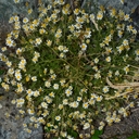 Tripleurospermum inodorum