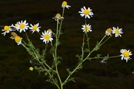 Tripleurospermum inodorum